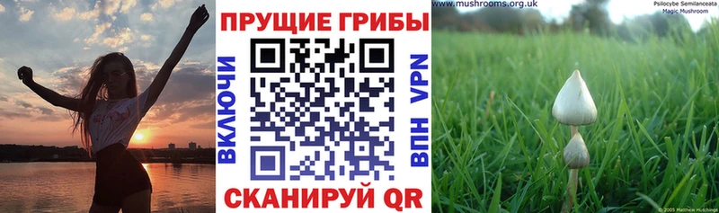 Псилоцибиновые грибы мухоморы  Купить закладки  Кукмор 